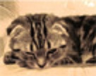 ねこ